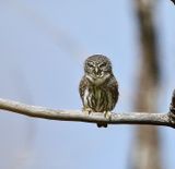 Northern Pygmy-Owl