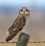 Short-eared Owl