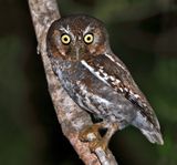 Elf Owl