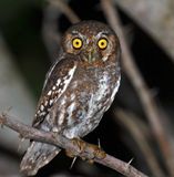 Elf Owl