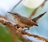 Bewicks Wren