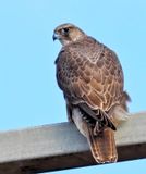 Gyrfalcon