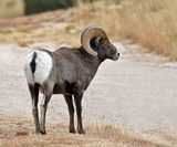 Bighorn Sheep