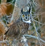 Great Horned Owl