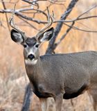 Mule Deer