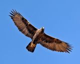 Golden Eagle