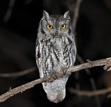 Western Screech-Owl