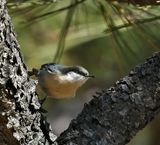 Pygmy Nuthatch