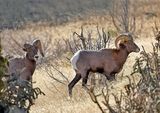 Bighorn Sheep