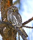 Northern Pygmy-Owl