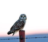 Short-eared Owl