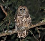 Spotted Owl