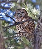 Spotted Owl