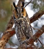 Long-eared Owl