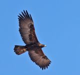 Golden Eagle