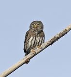 Northern Pygmy-Owl