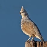 Scaled Quail