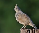 Scaled Quail