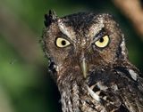 Middle American Screech-Owl