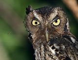 Middle American Screech-Owl