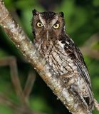 Middle American Screech-Owl