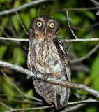 Middle American Screech-Owl