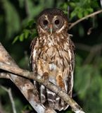 Mottled Owl