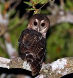 Mottled Owl