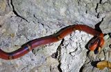 Central American Milksnake