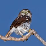 Ferruginous Pygmy-Owl