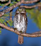 Ferruginous Pygmy-Owl