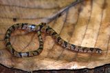 Blotched Hooknose Snake