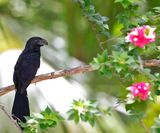 Groove-billed Ani