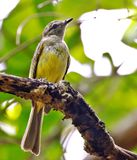 Greenish Elaenia