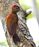 Smoky-brown Woodpecker