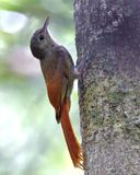 Olivaceous Woodcreeper