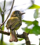 Eye-ringed Flatbill