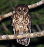 Mottled Owl