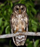 Mottled Owl