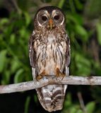 Mottled Owl