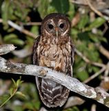 Mottled Owl