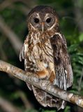 Mottled Owl