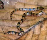 Blotched Hooknosed Snake