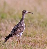 Upland Sandpiper