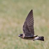 Cliff Swallow