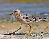 Buff-breasted Sandpiper