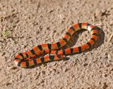 Variable Groundsnake