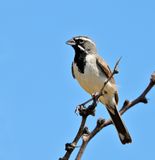 Black-throated Sparrow