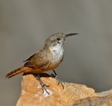 Canyon Wren