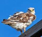 Ferruginous Hawk